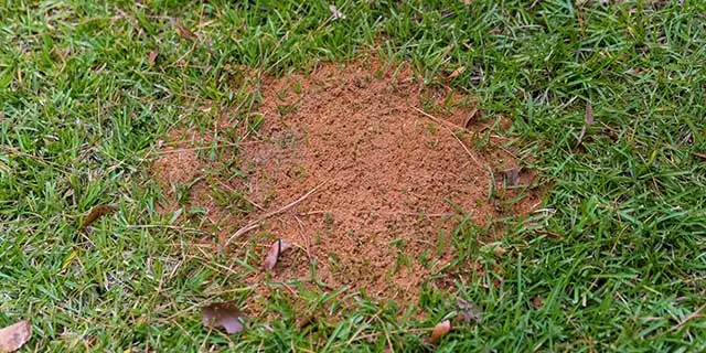Fire ant mound seen in a yard near St Paul, TX.