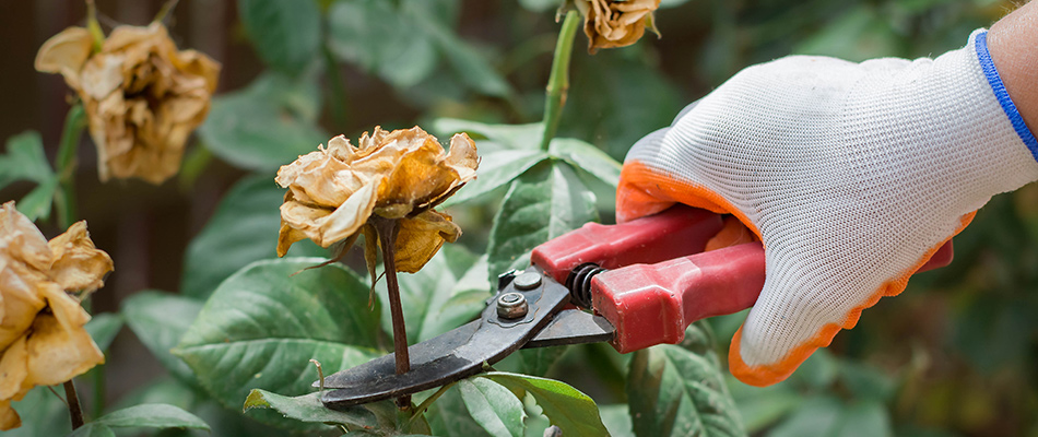 Trimming & Pruning - Your Plants Need Both! 