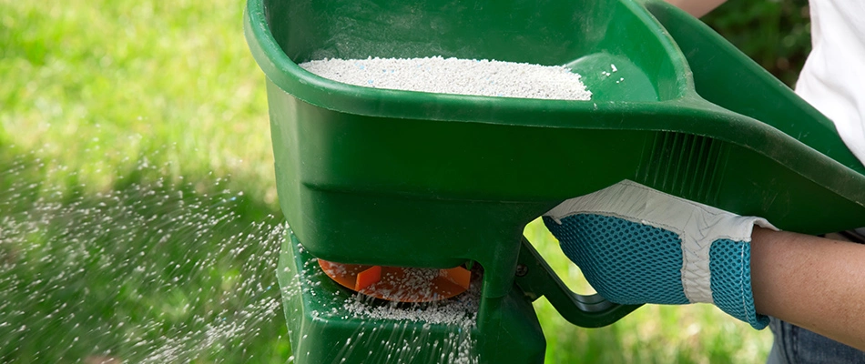 Fertilizer in hand spreader in use over lawn in Wylie, TX.